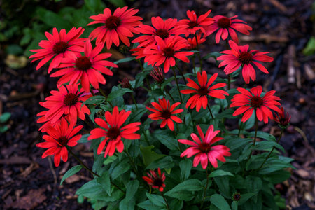 Gorgeous pink dahlias. Perennial dahlia flowers, hobby, gardening.の写真素材