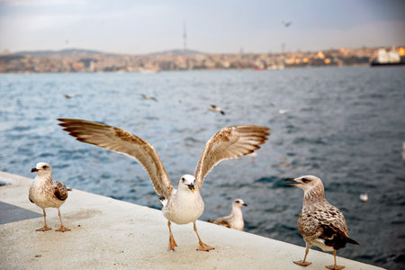 Many seagulls on the Bosporus Strait, Istanbul, Turkey.の写真素材
