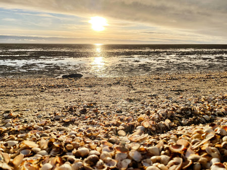 Sea shells on sand. sea waves on the golden sand at beach. Sunset on tropical island, ocean beach.
