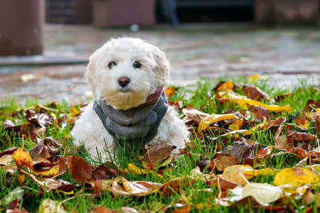 Portrait of white puppy of maltese dog on yellow grass in autumn park or garden.の写真素材