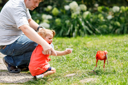 Cute adorable toddler girl and dad feeding red ibis bird in a zoo or zoological garden. Happy heathy child and man having fun with giving animals food in park. Active leisure for family in summerの写真素材