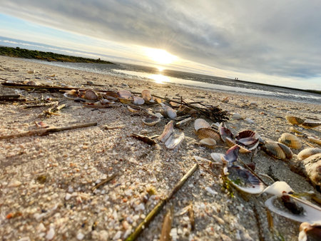 Sea shells on wet sand. Summer North sea in Zandvoort, the Netherlands
