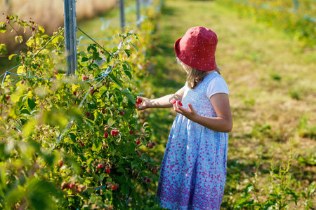 Adorable Little Girl Eating Raspberries on Organic Pick a Berry Farm. Cute Preschool Child Enjoying Her Healthy Fresh Organic Fruits and Berries. Raspberry on Each Finger.の写真素材