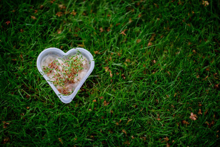 Cress Salad sprout in heart shape box on green grass