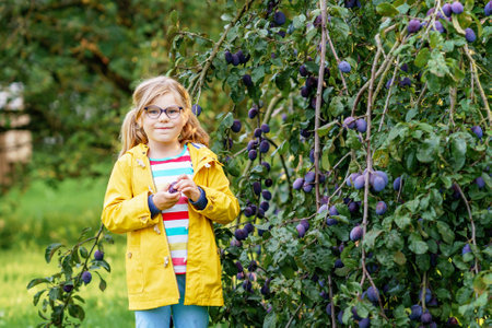 Little girl picking ripe plums from tree in garden. Happy child holding fresh fruitsの写真素材