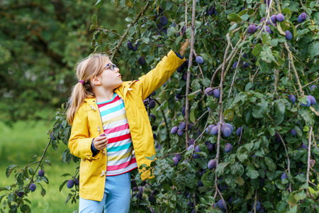 Little girl picking ripe plums from tree in garden. Happy child holding fresh fruits.の写真素材