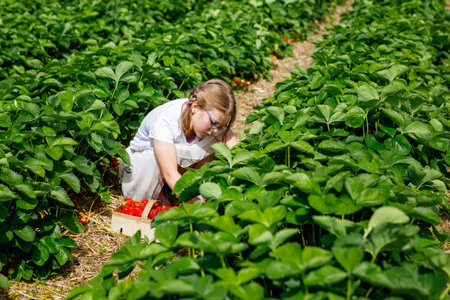 Little girl picking strawberries on a strawberry farm. Happy child with glasses and ripe berries on pick a berry field.の写真素材