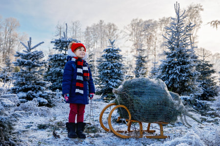 Happy little girl pushing Christmas tree on sleigh. Cute preschool child on fir tree cutting plantation. Family choosing, cut and felling own xmas tree in forest, family tradition in Germanyの写真素材