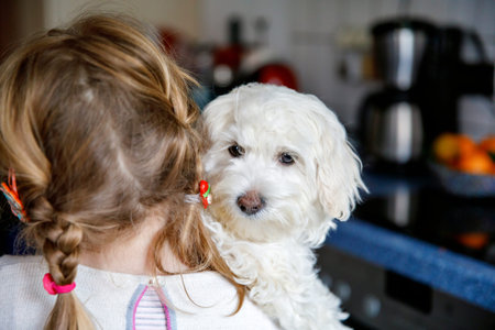 Little girl playing with her pet dog Maltese at home. Happy child and cute puppy. Love, friendship, family animal.の写真素材