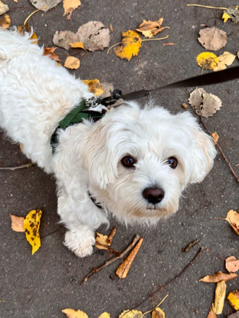 Portrait of white puppy of maltese dog on yellow grass in autumn park or garden.