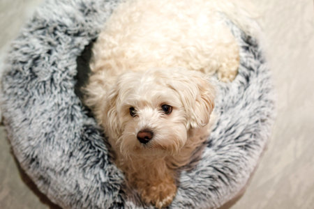 A cute little fluffy Maltese dog is lying on the floor in the hallway and looking away. Copy space