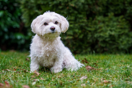 Maltese dog, pet, white puppy in garden. Cute family dog.