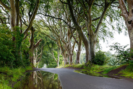 Spectacular Dark Hedges in County Antrim, Northern Ireland on cloudy foggy day. Avenue of beech trees along Bregagh Road between Armoy and Stranocum. Empty road without touristsの写真素材