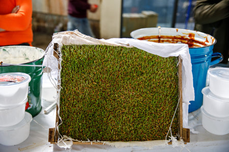 Sumalak, a sweet paste made from germinated wheat young wheatgrass and wheat flour, which is...