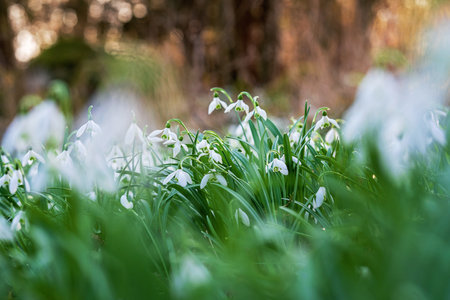 Snowdrop or common snowdrop, Galanthus nivalis flowers. Snowdrops after the snow has melted. In the forest in the wild in spring snowdrops bloom.の写真素材