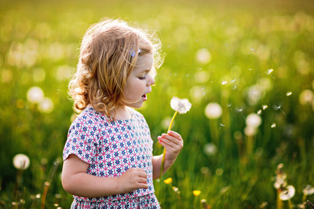 Adorable cute little baby girl blowing on a dandelion flower on the nature in the summer. Happy healthy beautiful toddler child with blowball, having fun. Bright sunset light, active kid.の写真素材