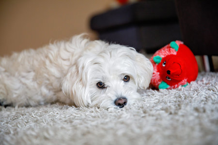 Cute little Maltese dog playing with soft toy.