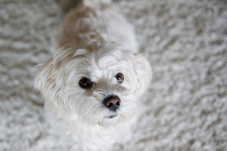 Portrait of little small cute Maltese dog, white fluffy puppy.の写真素材
