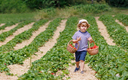Happy adorable little kid boy picking and eating strawberries on organic berry bio farm in summer, on warm sunny day. Funny child having fun with helping. Strawberry plantation field, ripe red berriesの写真素材