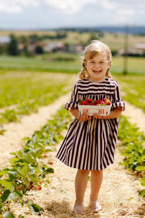 Happy little toddler girl picking and eating healthy strawberries on organic berry farm in summer, on sunny day. Child having fun with helping. Kid on strawberry plantation field, ripe red berries.の写真素材