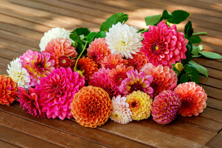 Different pink, orange and white Dahlia flowers. Colorful dahlia garden flowers, wallpaper backdrop. Blossoming dalias bloomの写真素材