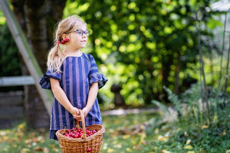 Little preschool girl picking and eating ripe cherries from tree in garden. Happy child with glasses holding fresh fruits. Healthy organic berry cherry summer harvest season. With cherry as earringsの写真素材