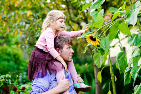 Little preschool girl sitting on shoulder of father with huge sunflower in domestic garden. Happy family, child and dad, middle-aged man cultivating flowers. Kids and ecology, environment concept.の写真素材