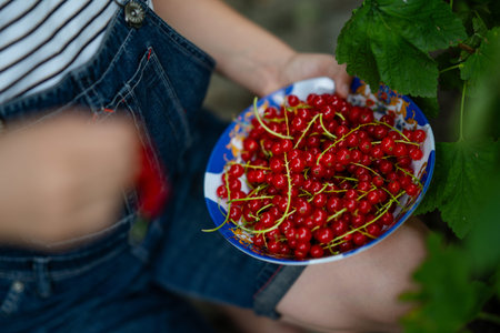 Little girl with glasses picking red currants in summer garden. Happy child harvesting fresh...
