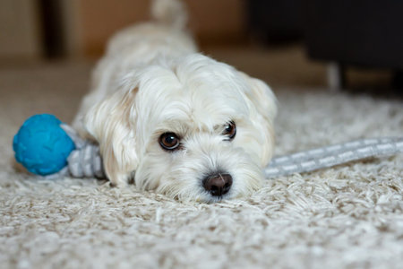 Maltese lying in living room playing with toy. Cute fluffy dog enjoying indoors. Adorable pet...