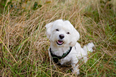Cute Maltese dog playing outdoors. Small white puppy having fun outside in nature. Real life