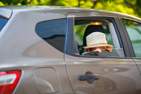 Little boy sitting in car and waving while family goes on summer road trip. Happy child enjoying travel, real life, real people.の写真素材