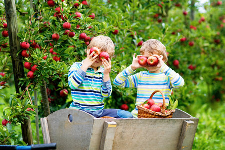 Two adorable happy little kids boys picking and eating red apples on organic farm, autumn outdoors. Funny little preschool children, siblings, twins and best friends having fun with helping harvestingの写真素材