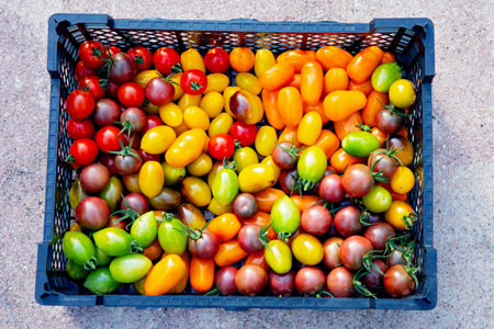 Delicious red, yellow, green and orange tomatoes on summer market tray. Fresh organic vegetables from agriculture farm. Natural healthy food background concept.の写真素材