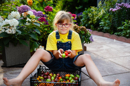 Little elementary school girl with eye glasses eating ripe fresh tomatoes from the garden. Happy child enjoying healthy organic snack outdoors in summerの写真素材