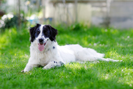 Beautiful dog playing and having fun in family domestic garden. Portrait of animal in summer, with...