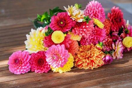 Different pink, orange and yellow Dahlia flowers. Colorful dahlia garden flowers, wallpaper...