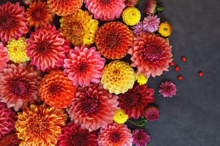 Background with different pink, orange and yellow Dahlia flowers. Colorful dahlia garden flowers,...