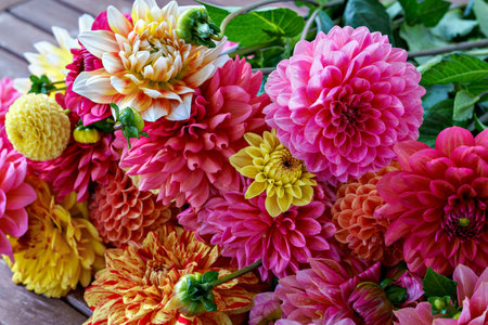 Different pink, orange and yellow Dahlia flowers. Colorful dahlia garden flowers, wallpaper backdrop. Blossoming dalias bloom.の写真素材