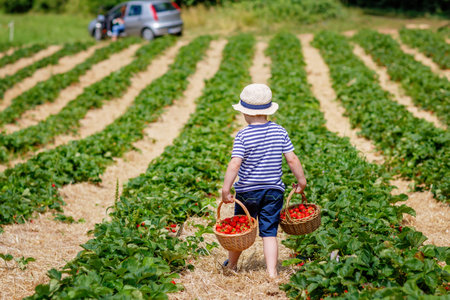 Happy adorable little kid boy picking and eating strawberries on organic berry bio farm in summer, on warm sunny day. Funny child having fun with helping. Strawberry plantation field, ripe red berriesの写真素材