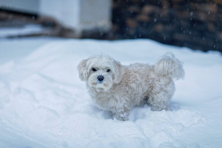 Small white dog standing in fresh snow during winter snowfall, outdoor pet portrait with soft light,...