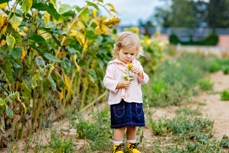 Toddler girl standing in a sunflower field holding a bouquet of bright yellow sunflowers, enjoying a calm summer day outdoors, real life childhood moment.の写真素材
