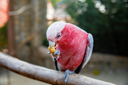 Close-up of a pink and grey parrot galah cockatoo perched on a branch and eating a peanut with its...