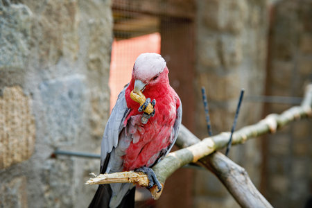 Close-up of a pink and grey parrot galah cockatoo perched on a branch and eating a peanut with its...