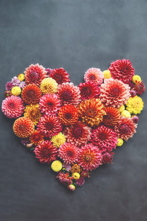 Background with hearte of different pink, orange and yellow Dahlia flowers. Colorful dahlia garden...