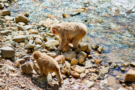Japanese snow monkey sitting at hot spring water, red faced macaque relaxing in natural onsen,...
