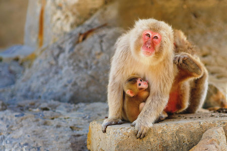 Japanese snow monkey mother holding baby, red faced macaque sitting on rock, wildlife scene in...