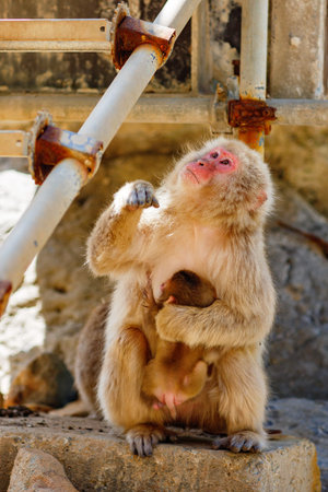 Japanese snow monkey mother holding baby, red faced macaque sitting on rock, wildlife scene in...
