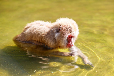 Japanese snow monkeys bathing in hot spring water, red faced macaques relaxing in natural onsen pool...