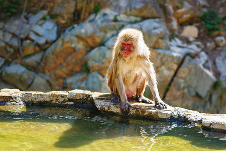 Japanese snow monkeys bathing in hot spring water, red faced macaques relaxing in natural onsen pool...