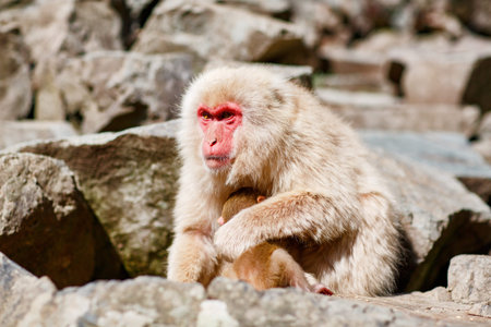 Japanese snow monkey mother holding baby, red faced macaque sitting on rock, wildlife scene in...